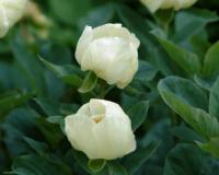 Very nice bowl shaped creamy-yellow flowers in spring.